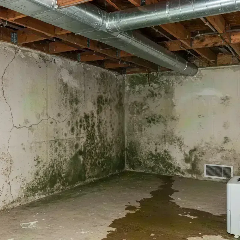 Professional Mold Removal in Tiger Point, FL